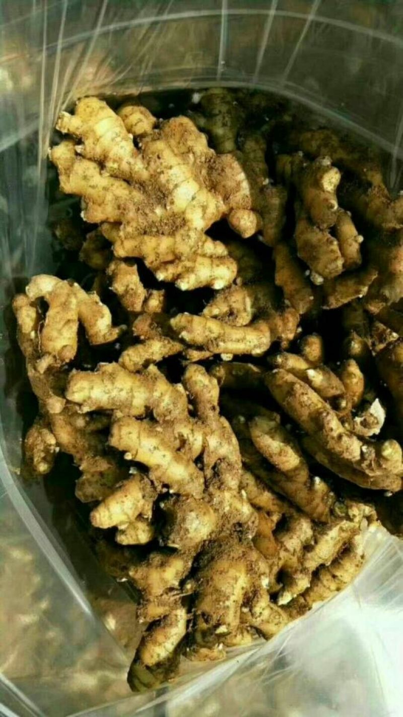 大黄姜地窖出姜质量好