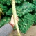 绿尖叶莴苣1~1.5斤50~60cm