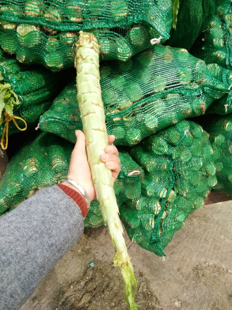 绿尖叶莴苣1~1.5斤50~60cm