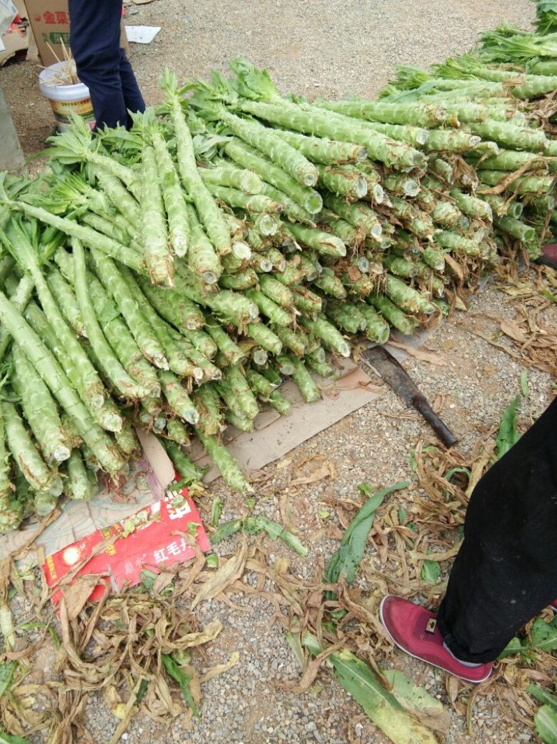 绿尖叶莴苣1~1.5斤50~60cm