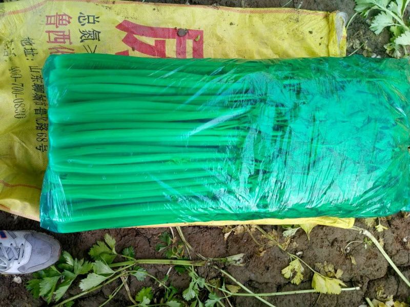 【优质】河北精品芹菜大量上市！粗细均有不空杆颜色绿！