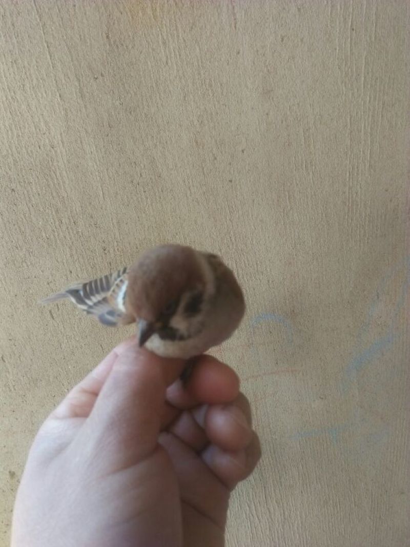 贵妃鸡6~9月