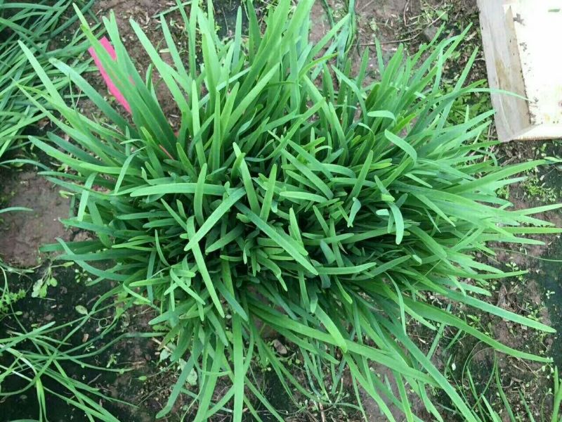【力荐】莘县万亩韭菜大量供应实力代办对接各级客商