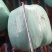 青储饲料36个月