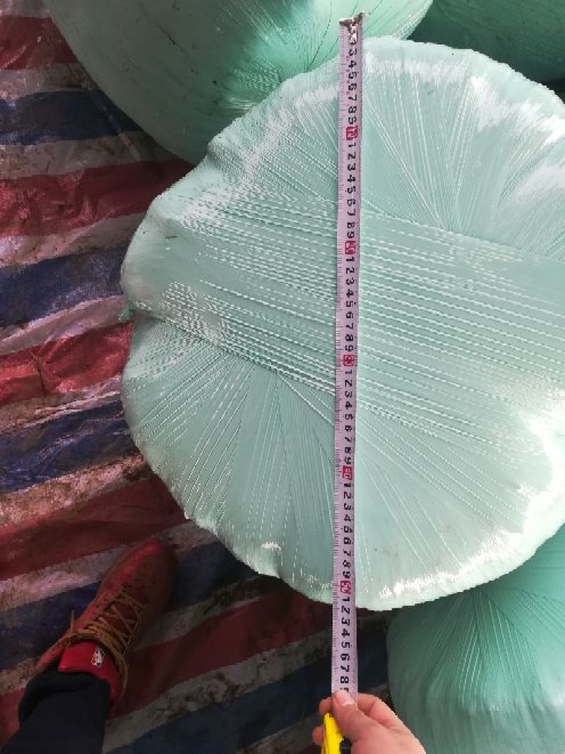 青储饲料36个月