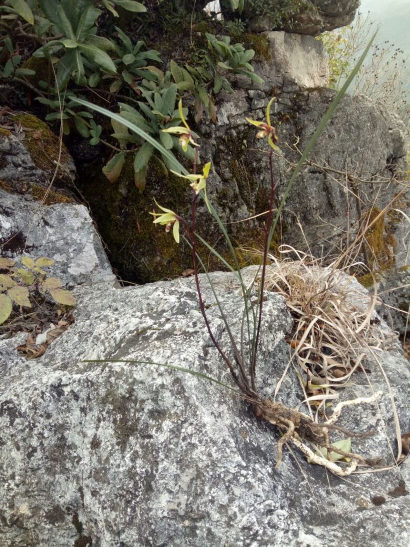兰花不含盆