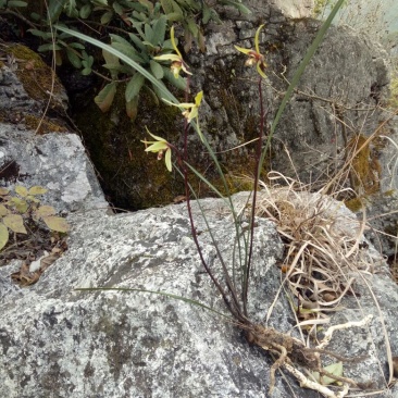 兰花不含盆