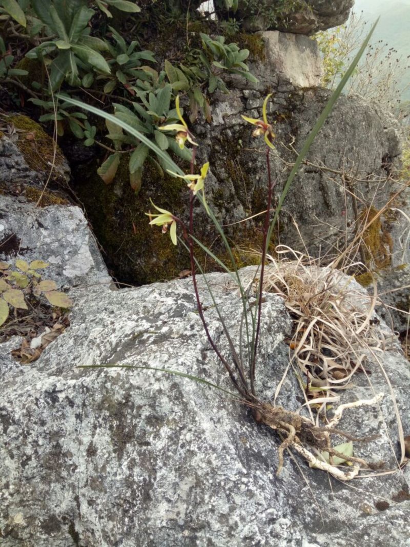 兰花不含盆