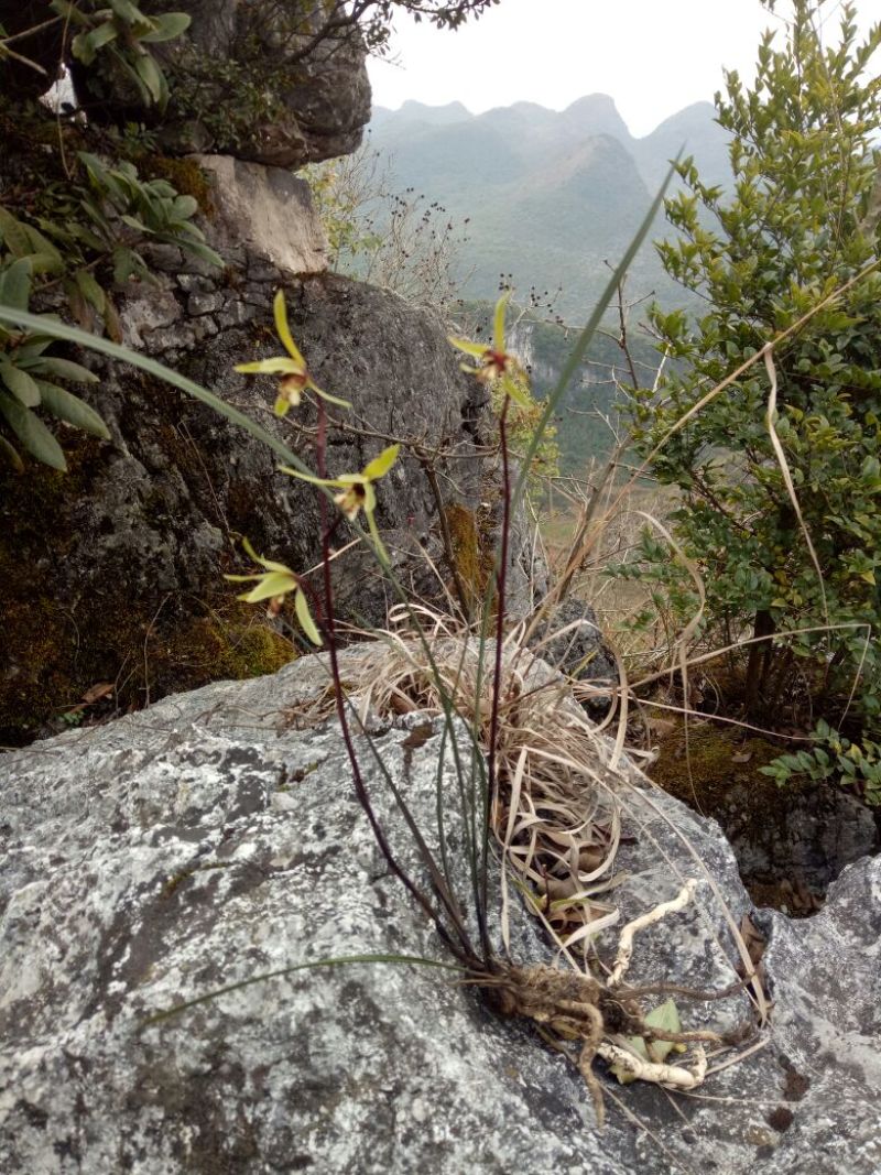 兰花不含盆