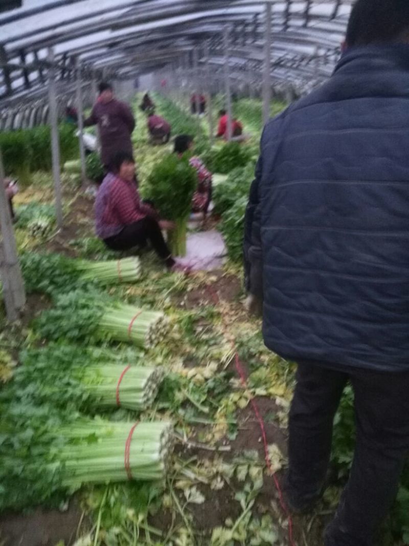 芹菜50cm以上
