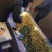 巴旦木散装