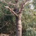 珙桐树50~80cm
