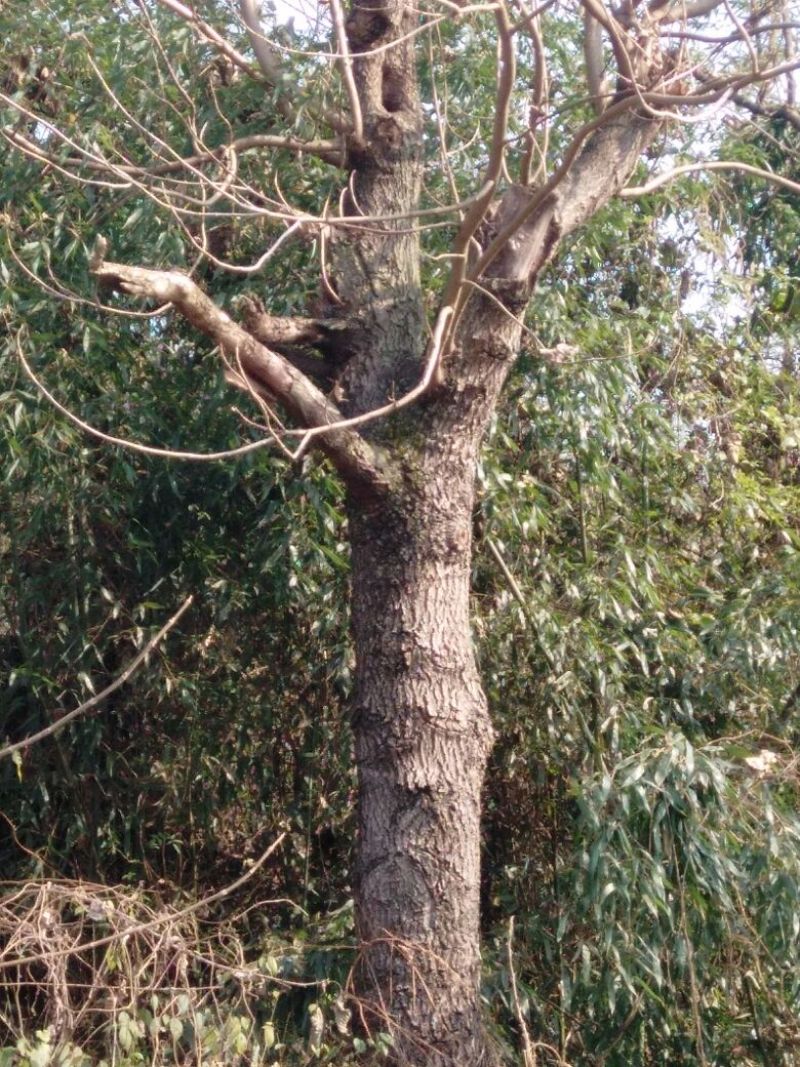 珙桐树50~80cm