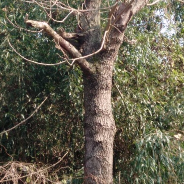 珙桐树50~80cm