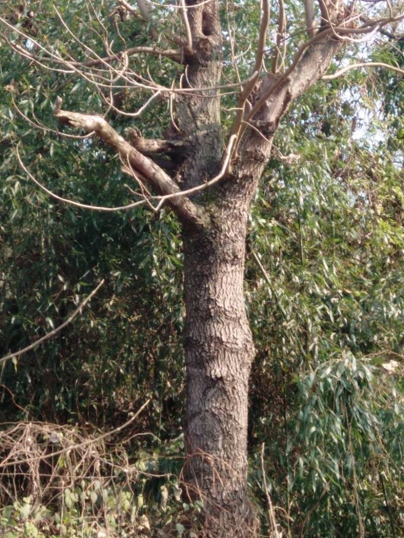 珙桐树50~80cm