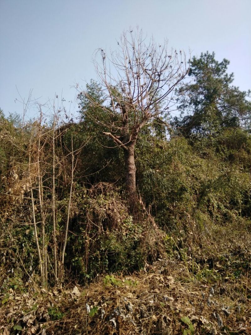 珙桐树50~80cm