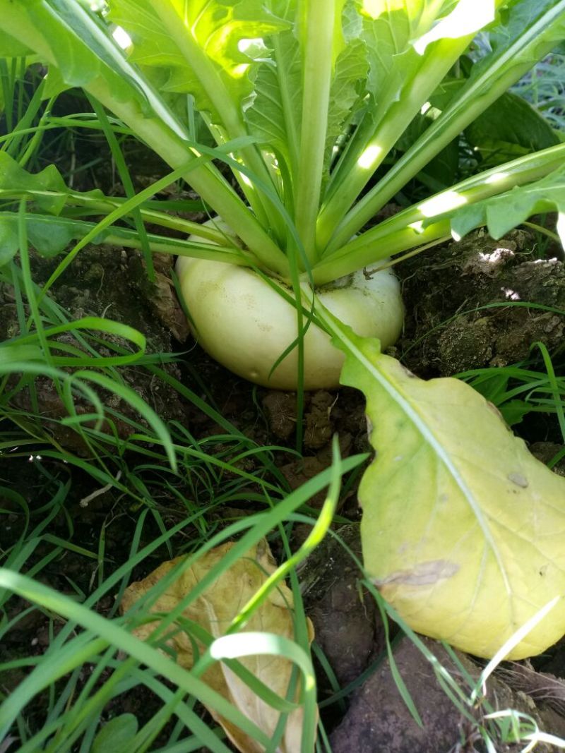 盘菜椭圆形