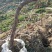 占地葡萄树23公分保证成活率