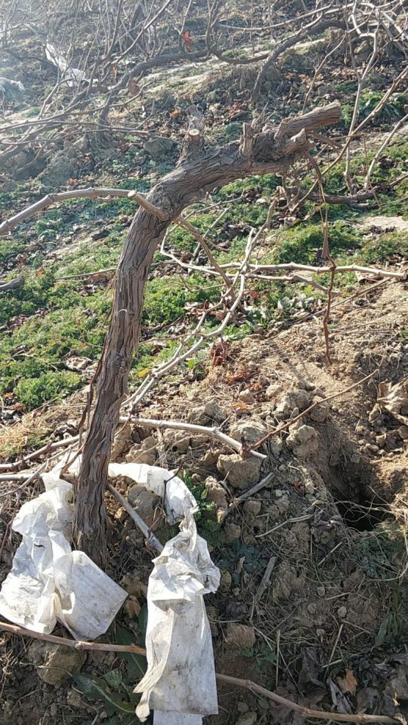占地葡萄树23公分保证成活率