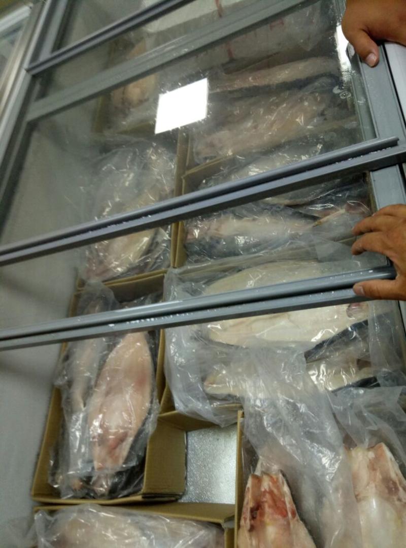 白鲢鱼人工养殖冰鲜鱼