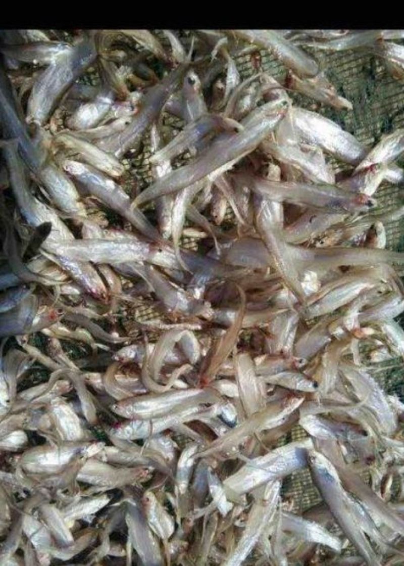 毛刀鱼食用冰鲜鱼