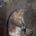冬笋2两以上