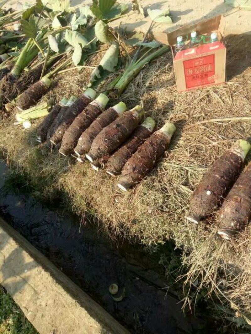 香芋6厘米以上