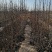 杜仲苗籽播80cm以上，1一4年生苗，多种规格。