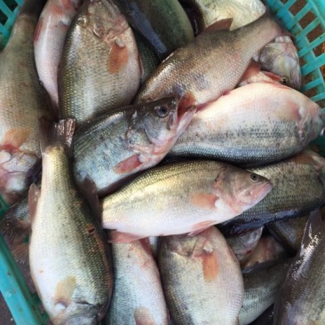 鳜鱼30~40cm食用冰鲜鱼