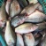 鳜鱼30~40cm食用冰鲜鱼