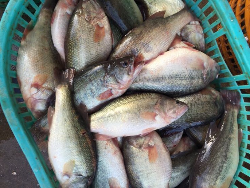 鳜鱼30~40cm食用冰鲜鱼