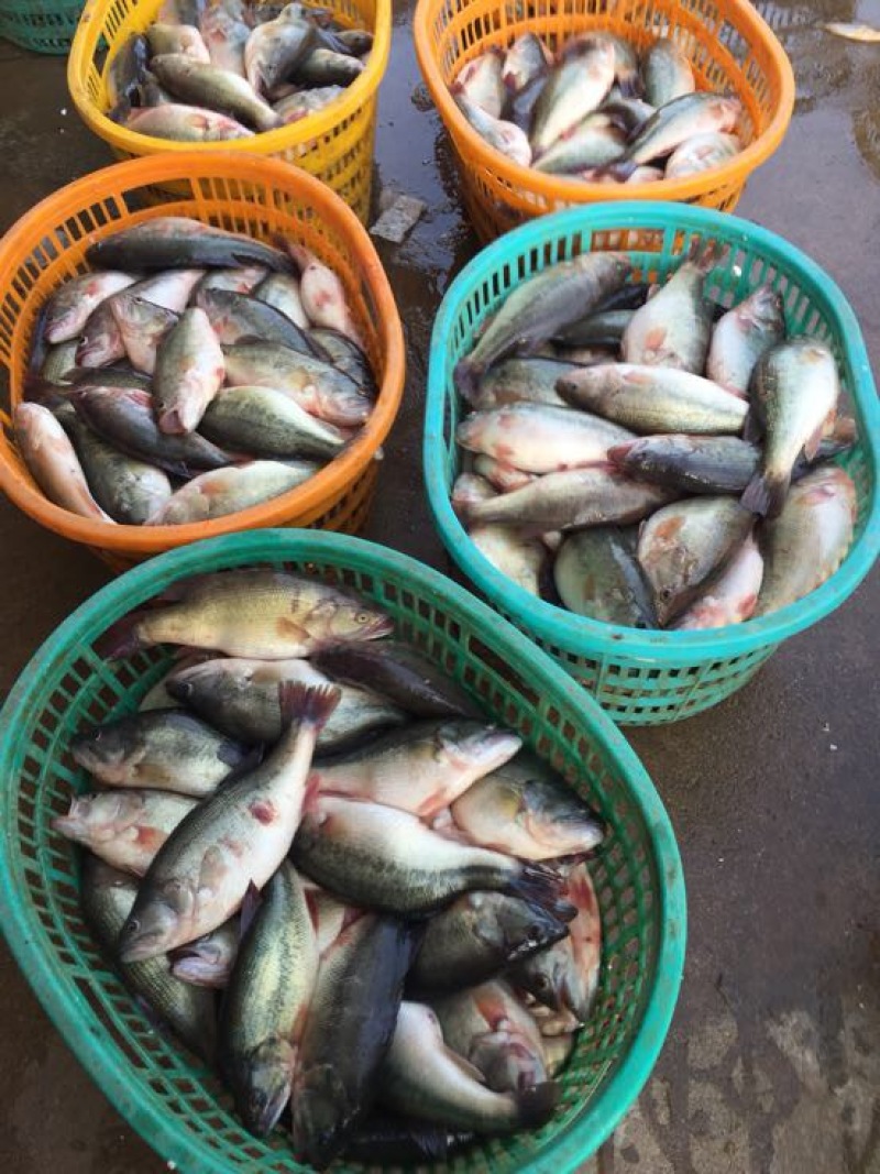 鳜鱼30~40cm食用冰鲜鱼