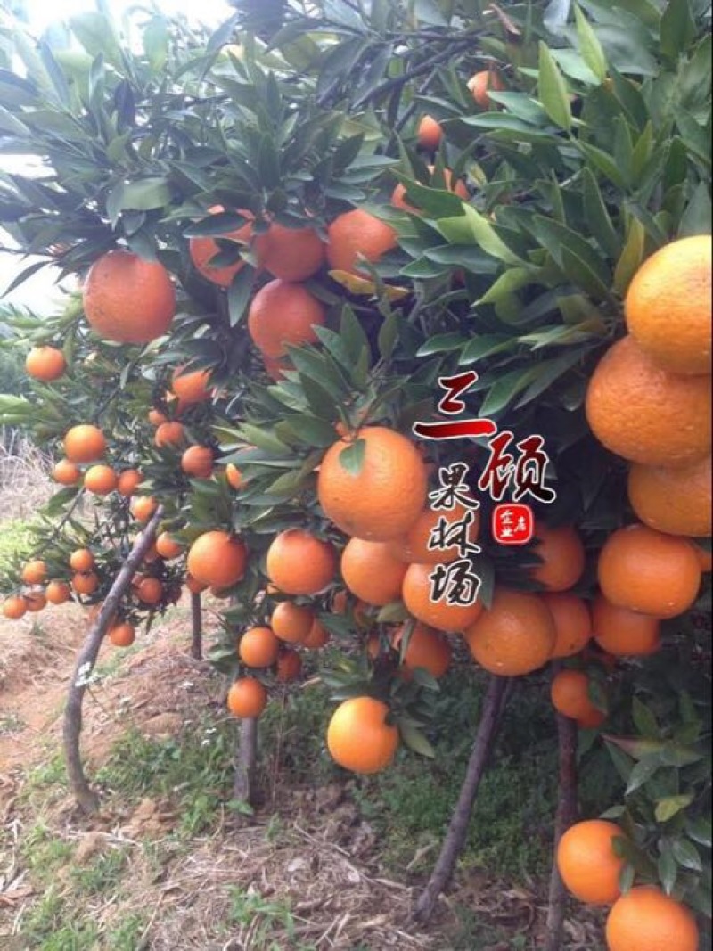 潮州柑苗浮优蕉柑苗30~50cm嫁接柑苗当年结果