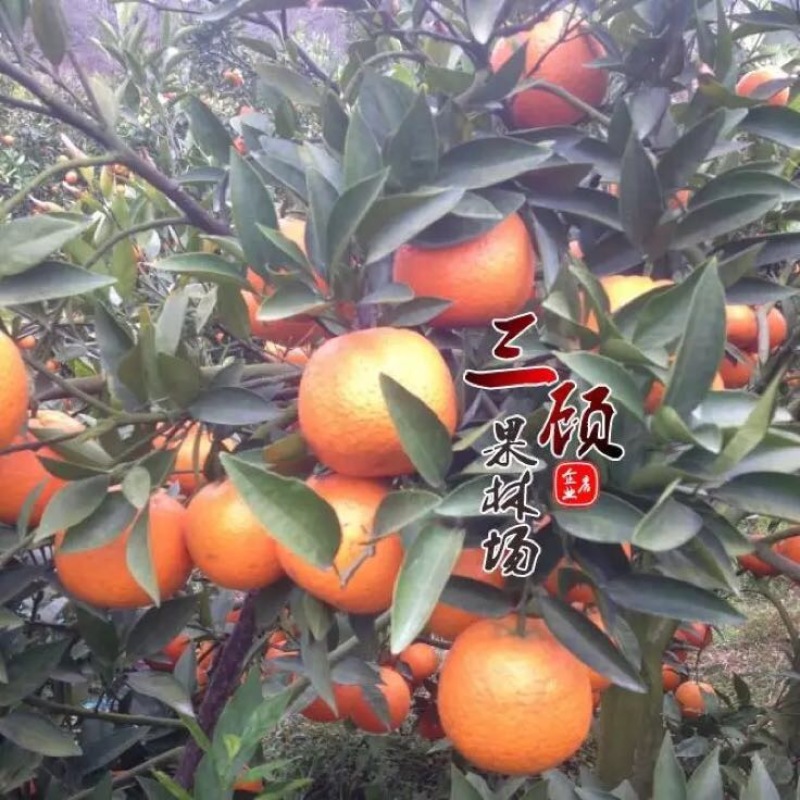 潮州柑苗浮优蕉柑苗30~50cm嫁接柑苗当年结果