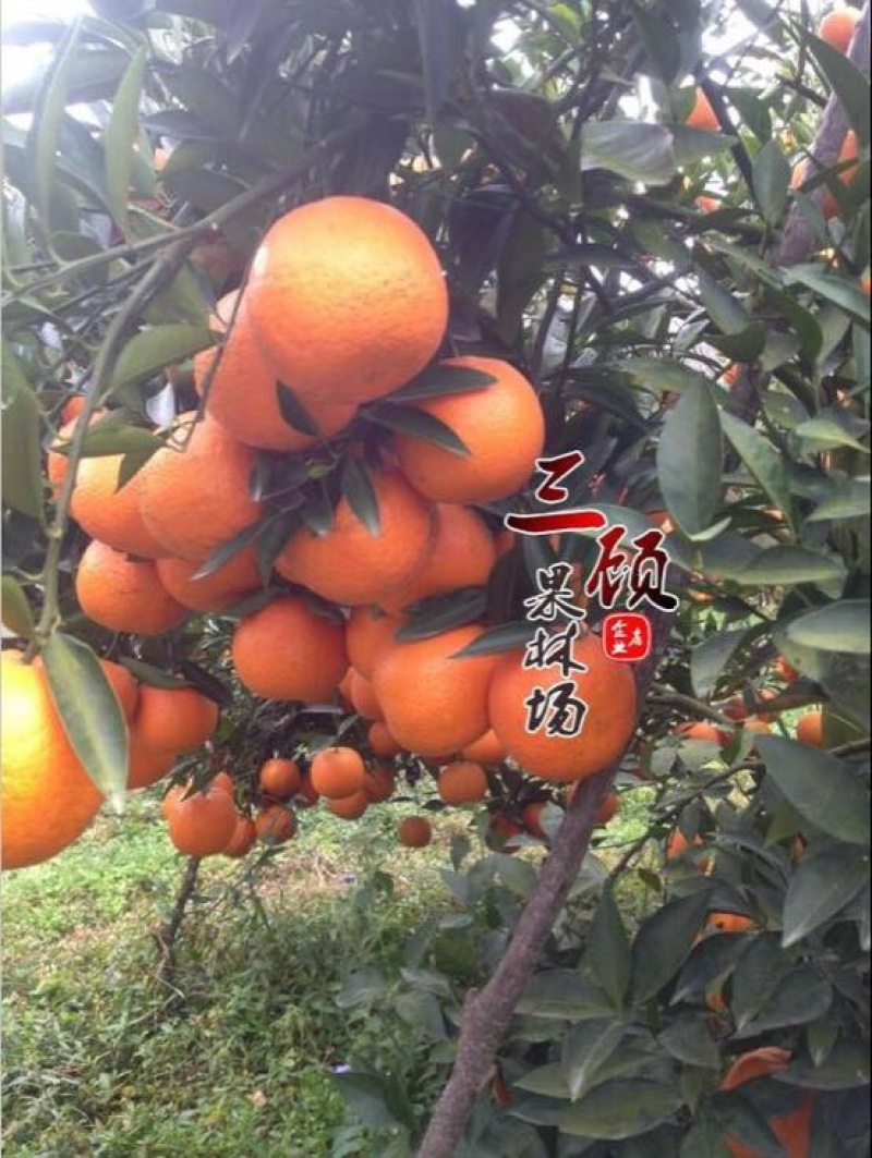 潮州柑苗浮优蕉柑苗30~50cm嫁接柑苗当年结果