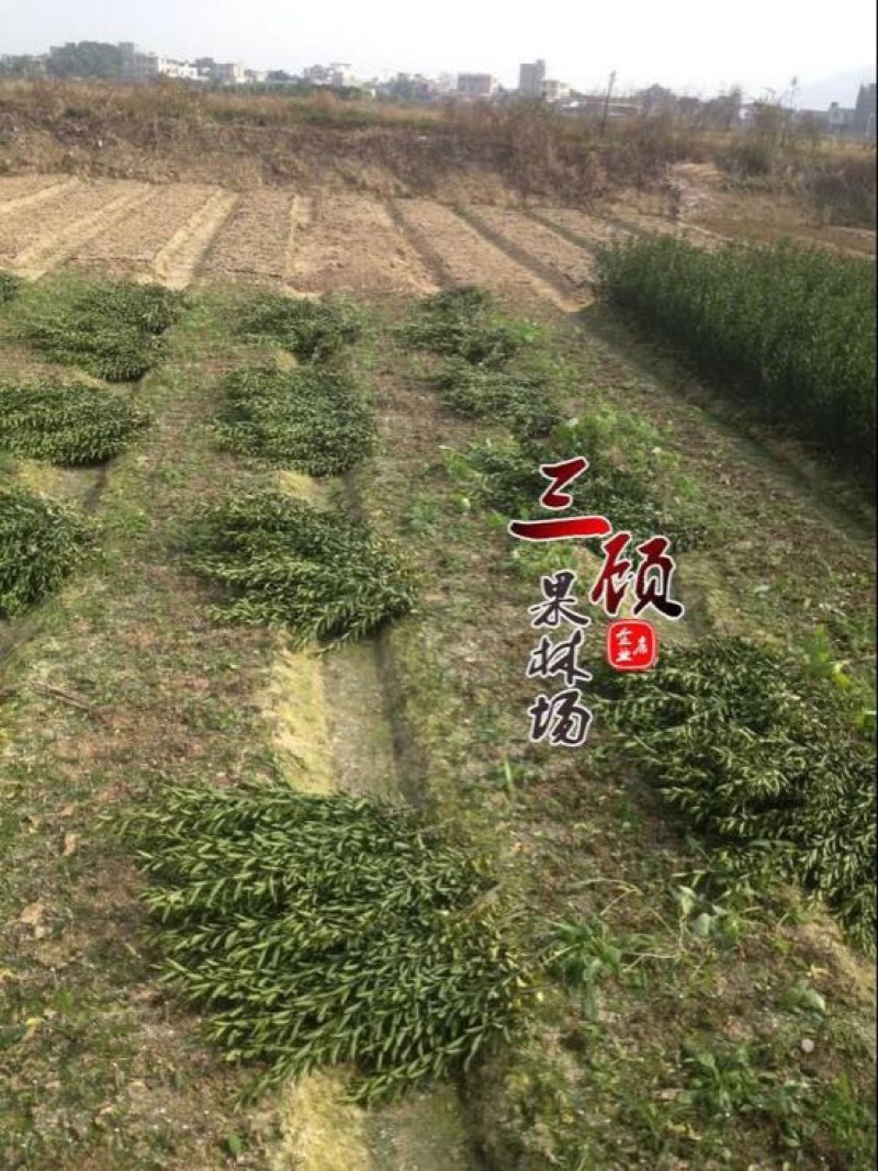 潮州柑苗浮优蕉柑苗30~50cm嫁接柑苗当年结果