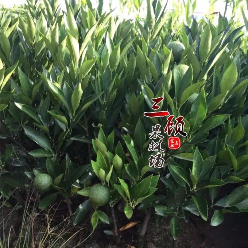 潮州柑苗浮优蕉柑苗30~50cm嫁接柑苗当年结果