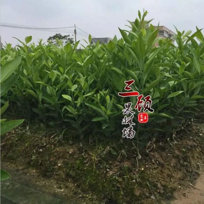 潮州柑苗浮优蕉柑苗30~50cm嫁接柑苗当年结果