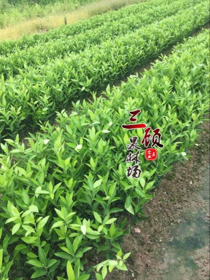 潮州柑苗浮优蕉柑苗30~50cm嫁接柑苗当年结果