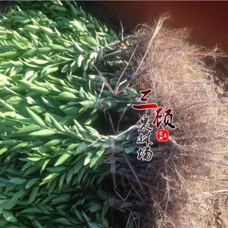 潮州柑苗浮优蕉柑苗30~50cm嫁接柑苗当年结果