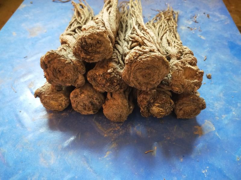 岷当归(包邮甘肃乡里娃的土当归，产地直发