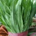 油麦菜批发油麦菜20~25cm以上货量巨大日供3万斤