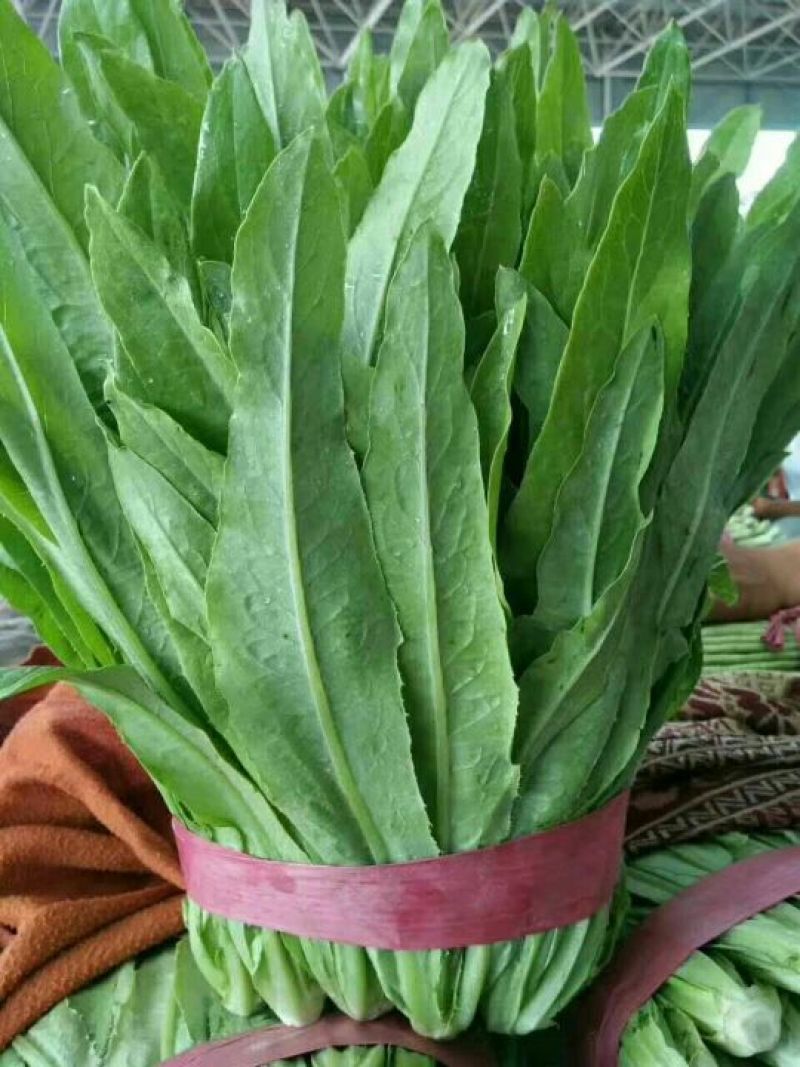 油麦菜批发油麦菜20~25cm以上货量巨大日供3万斤