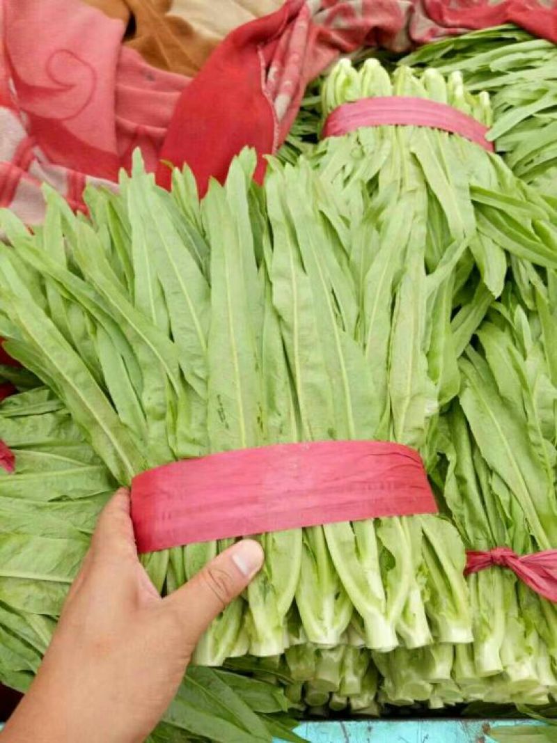 油麦菜批发油麦菜20~25cm以上货量巨大日供3万斤
