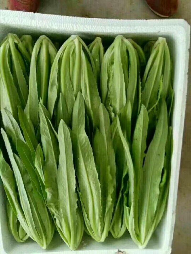 油麦菜批发油麦菜20~25cm以上货量巨大日供3万斤