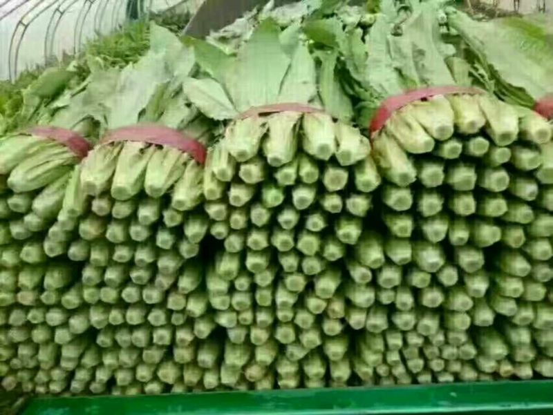 油麦菜批发油麦菜20~25cm以上货量巨大日供3万斤