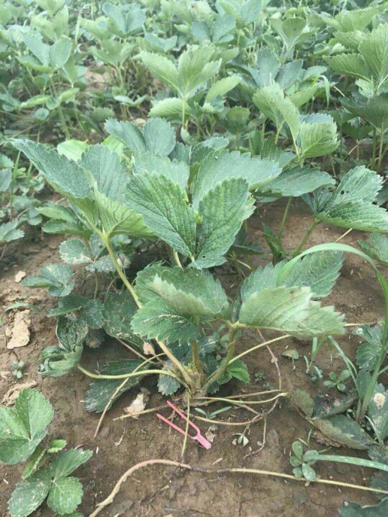 红颜草莓苗货量充足基地