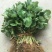 红颜草莓苗货量充足基地