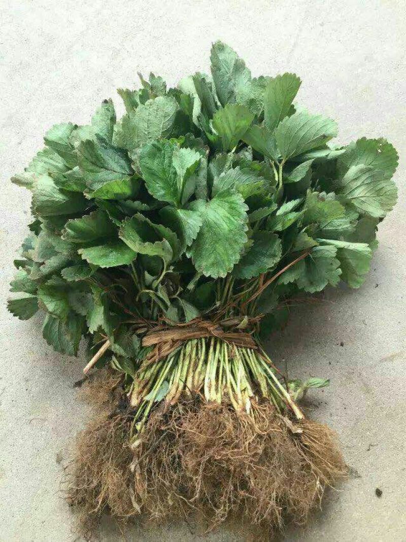 红颜草莓苗货量充足基地