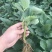 红颜草莓苗货量充足基地